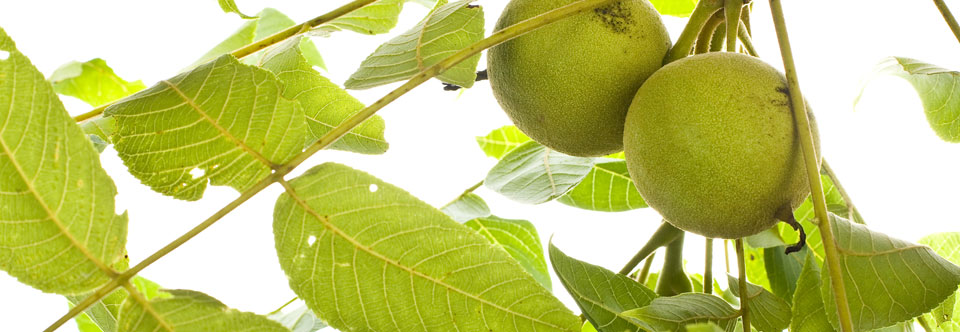 Black Walnut Festival